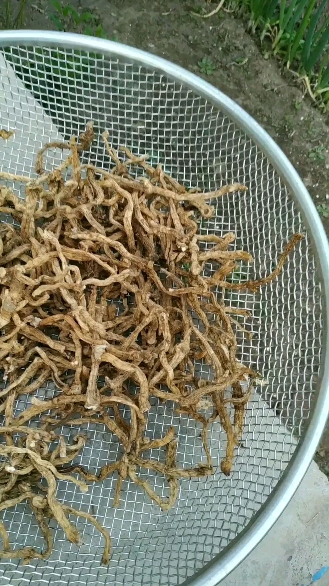 野生小玉竹药食同源老百姓俗称铃铛根就是这个东西煲汤很好吃