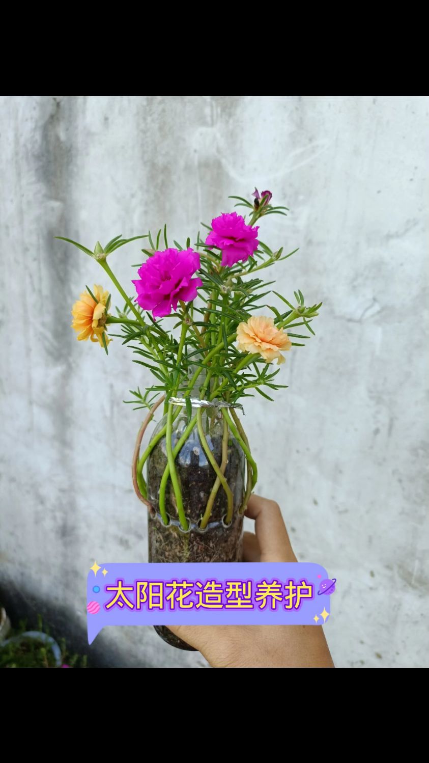 太阳花造型如何养护一开花