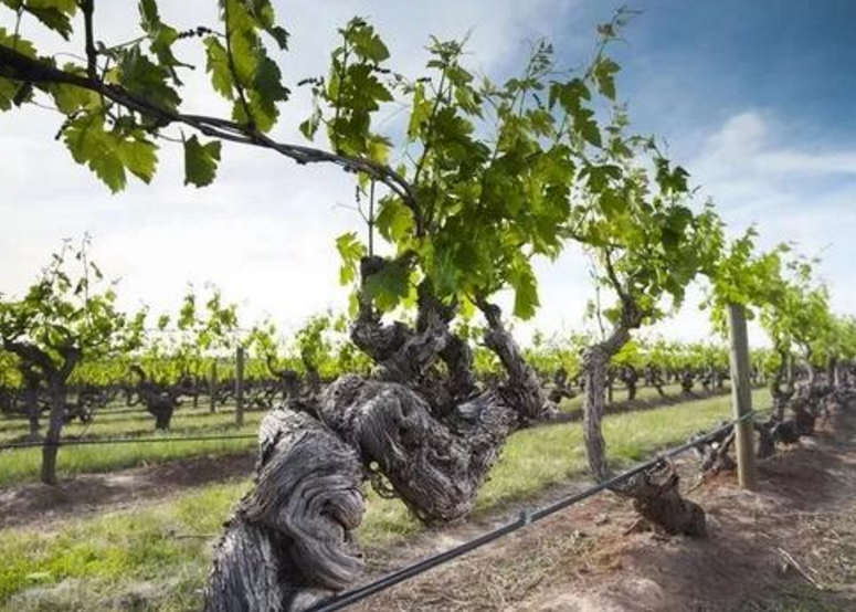 全球"年纪最大"的葡萄树,树龄近200岁,年产还能达14000斤