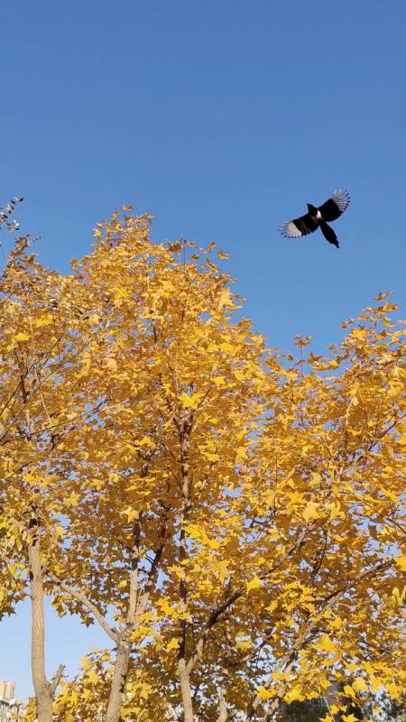 秋天的色彩 灿烂的暖,明媚的金,喜鹊也爱颜色-度小视