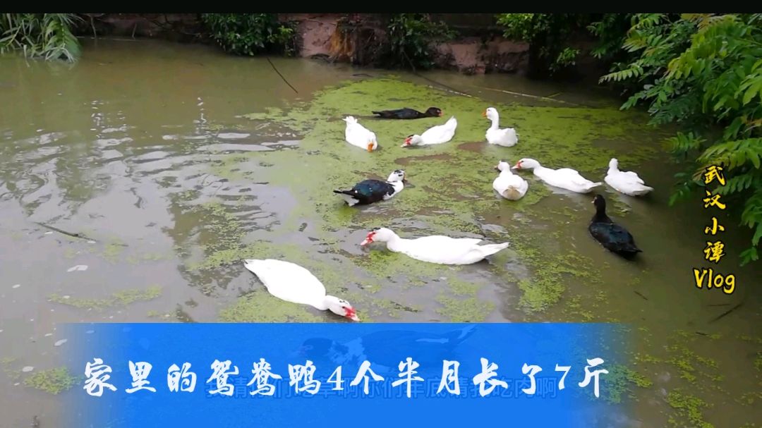 湖北农村 饲养的鸳鸯鸭4个半月长到7斤 11月份能长到12斤