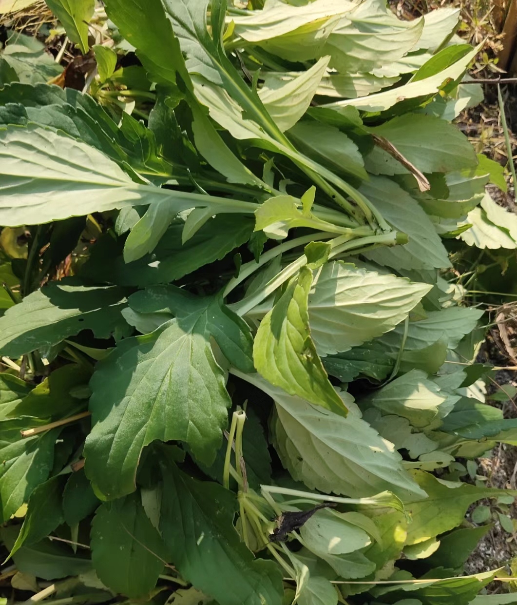 苦菜,也叫苦益菜,你吃过这种野菜吗?