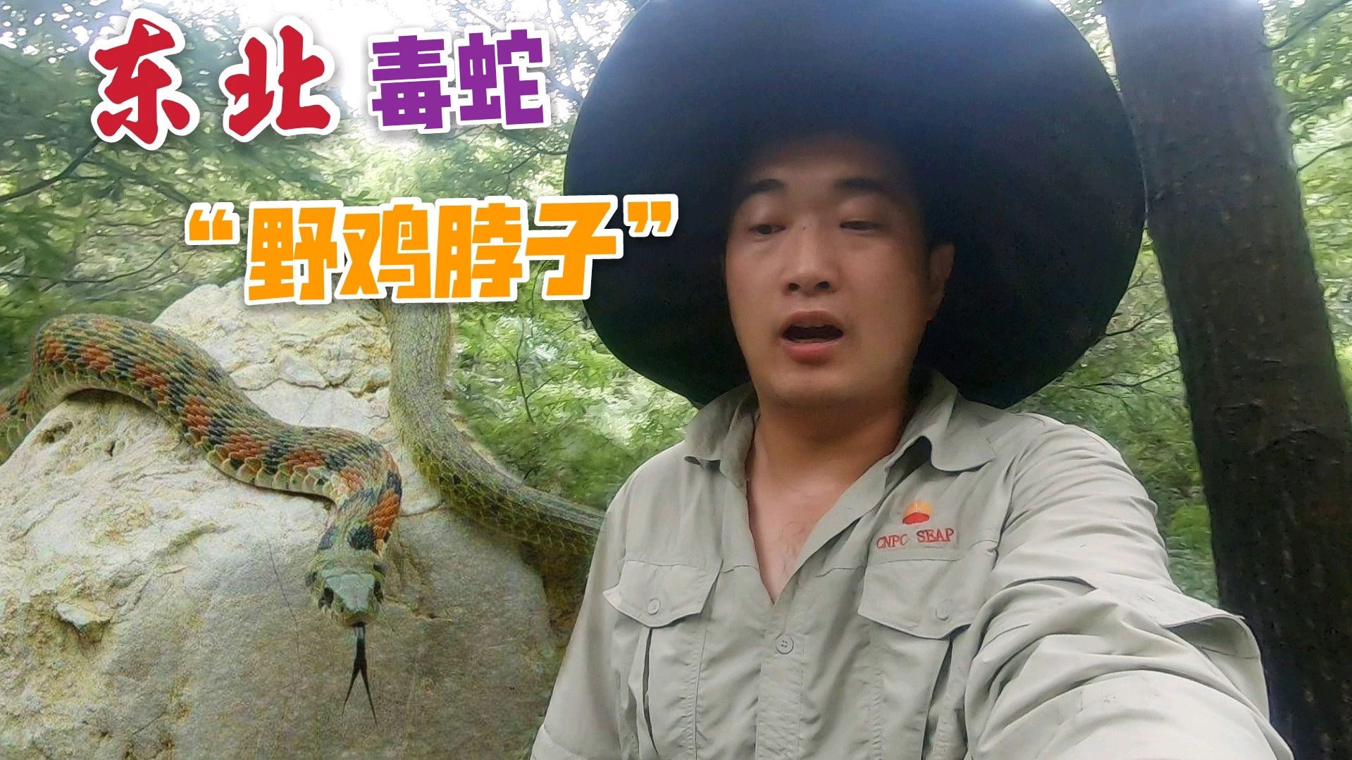 捡蘑菇碰到一条拦路蛇,东北叫“野鸡脖子”,你们那里怎么叫?