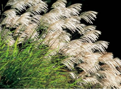 芦苇的寓意是什么