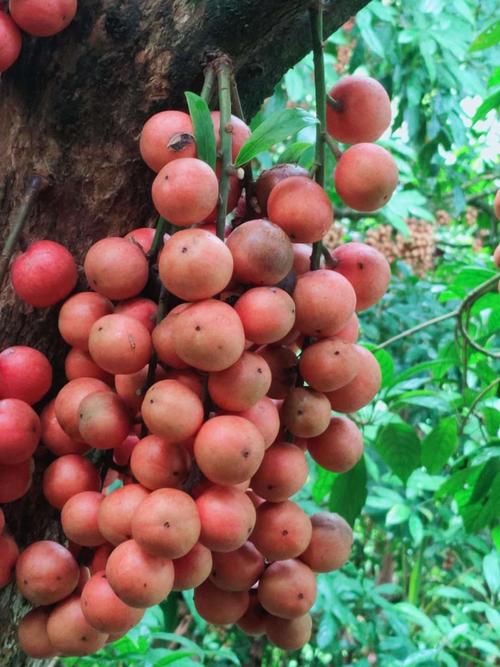 野生水果三丫果,酸酸甜甜的味道,愿你的生活也充满"甜味儿"