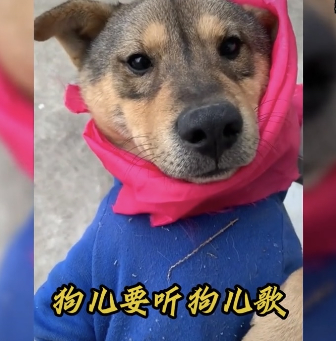 小狗画家画梅花