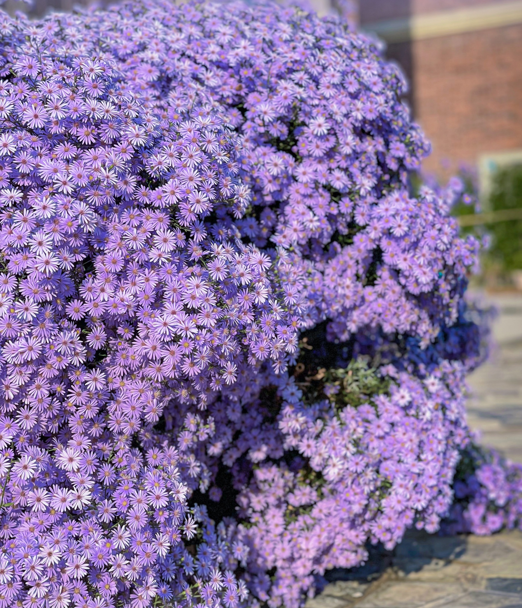 耐寒又耐热的紫色小花