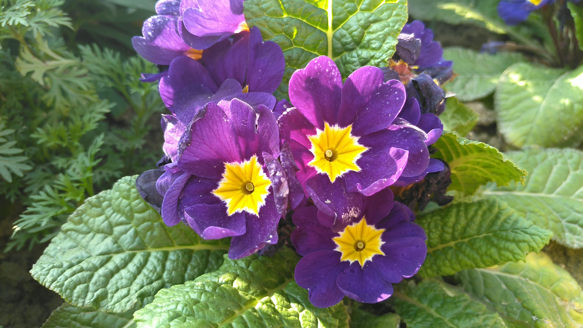 紫华璀灿映,报春花无尽