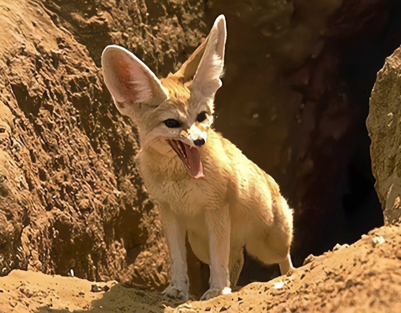 动物——苍狐 苍狐栖息于非常干燥的沙质和石质边缘的撒哈拉以南的