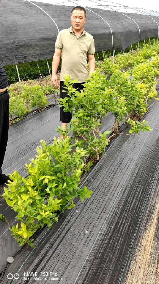 蓝莓种植技术值得-今年有哪些比较好的蓝莓品种-度小视