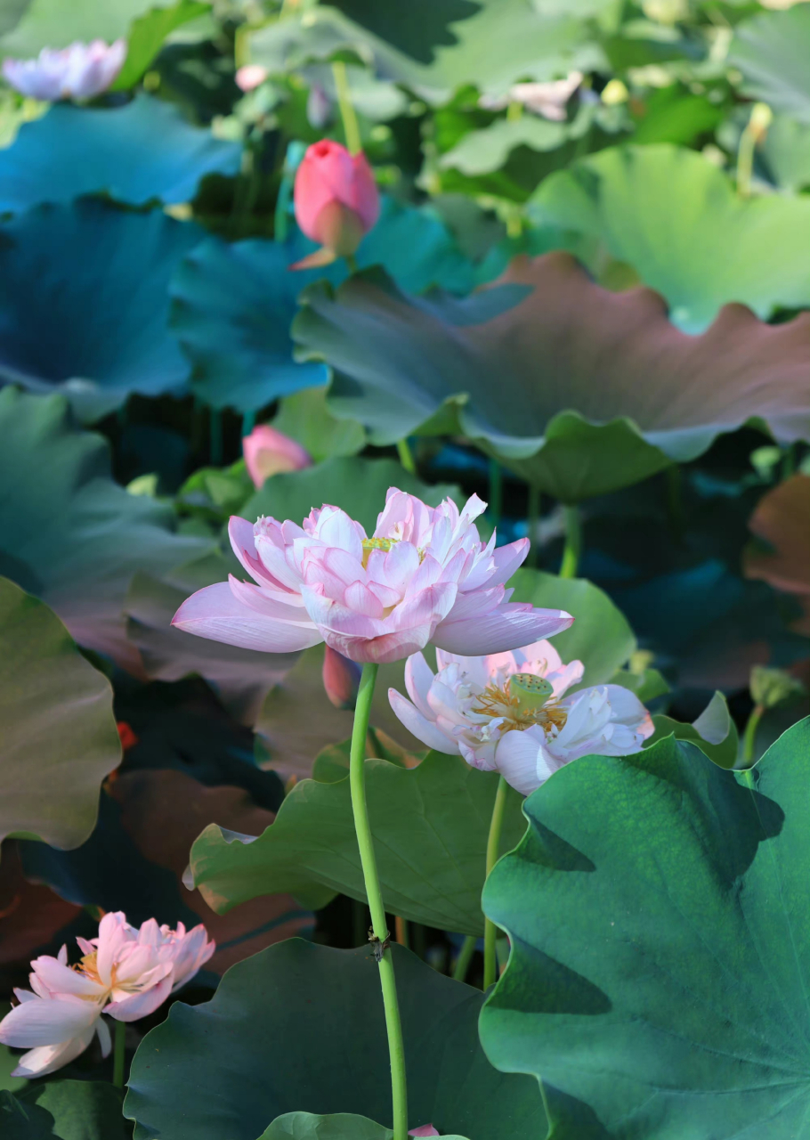 数伏时光,所有的面对在于自我的解读,选择热爱就表达热爱,选择喜欢就