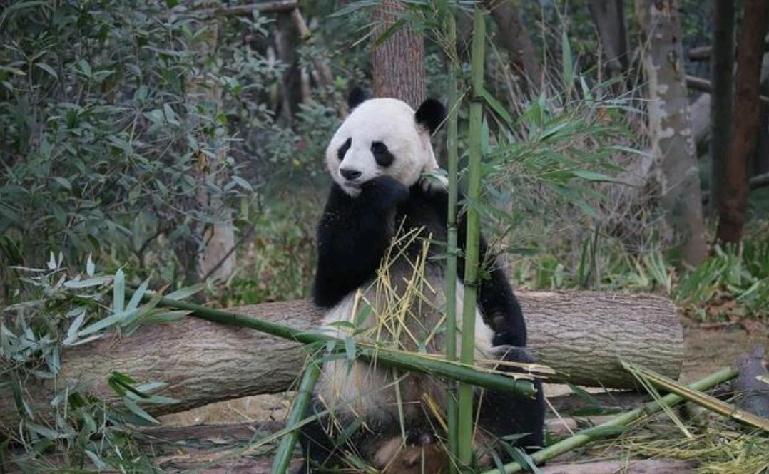 奥运熊猫家族的英雄母亲,大熊猫"娅娅"
