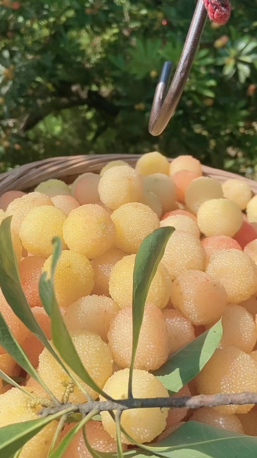 云南水晶杨梅苗价格 哪里有水晶杨梅苗 水晶杨梅苗特点 果肉细腻香甜