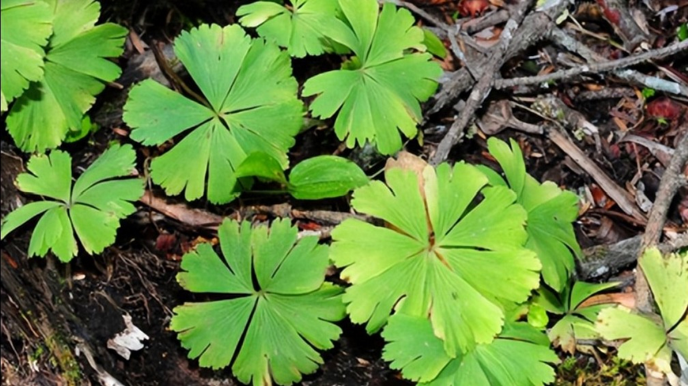 独叶草是星叶草科独叶草属的多年生小草本植物,只有一片叶和一朵花