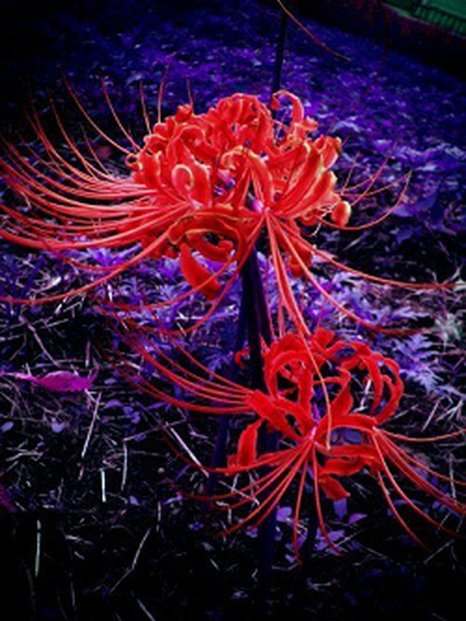 开放在天国的花--曼珠沙华(彼岸花)  曼珠沙华在日本的花语是:悲伤