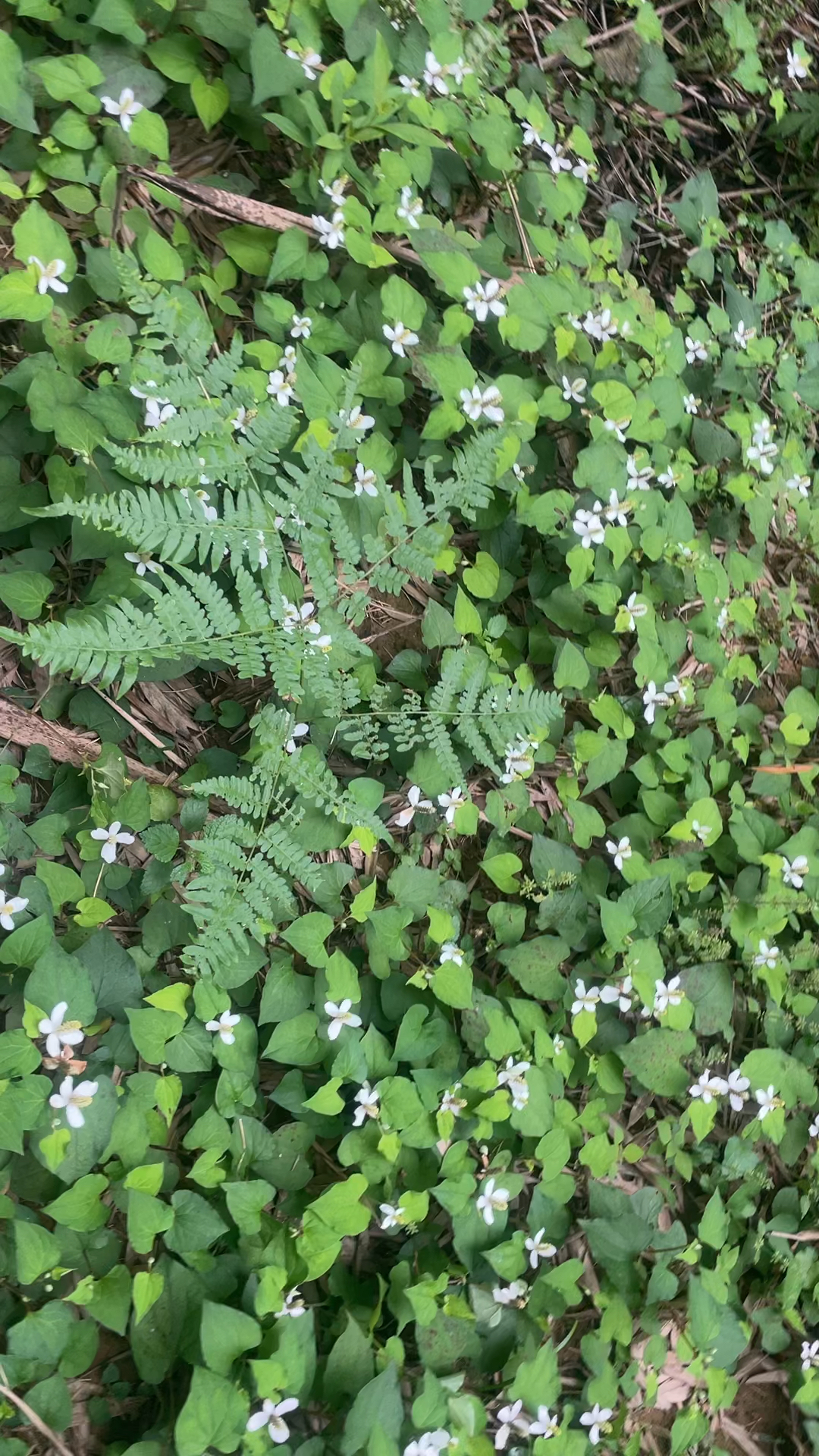 野生植物(魚腥草)