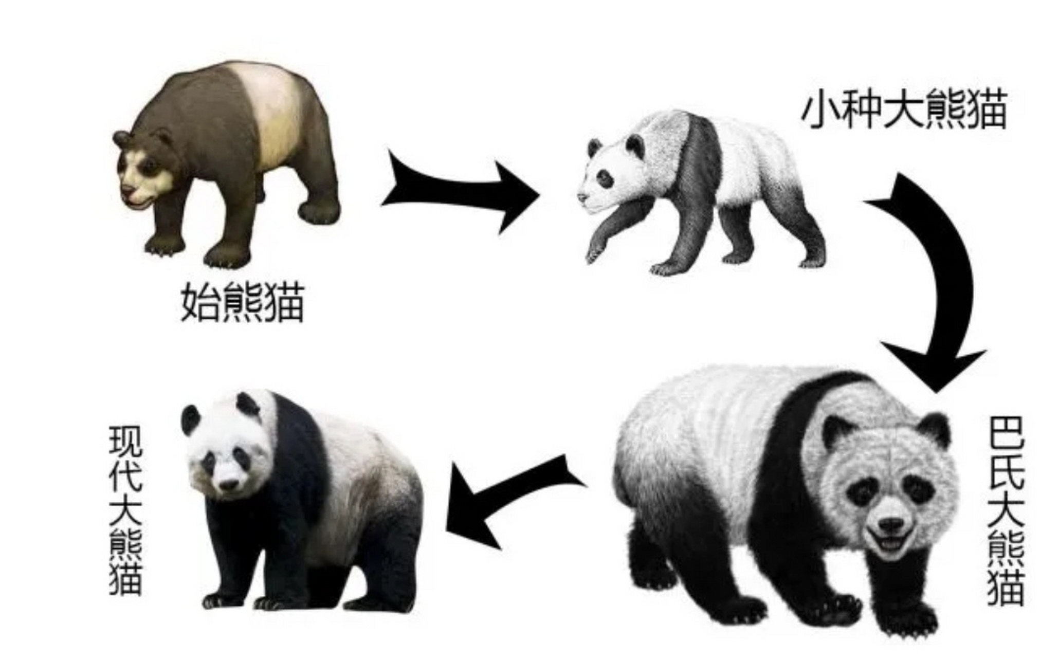 大熊猫知识科普:  亲戚厉害:北极熊,棕熊  祖先凶猛:与剑齿虎,剑齿象