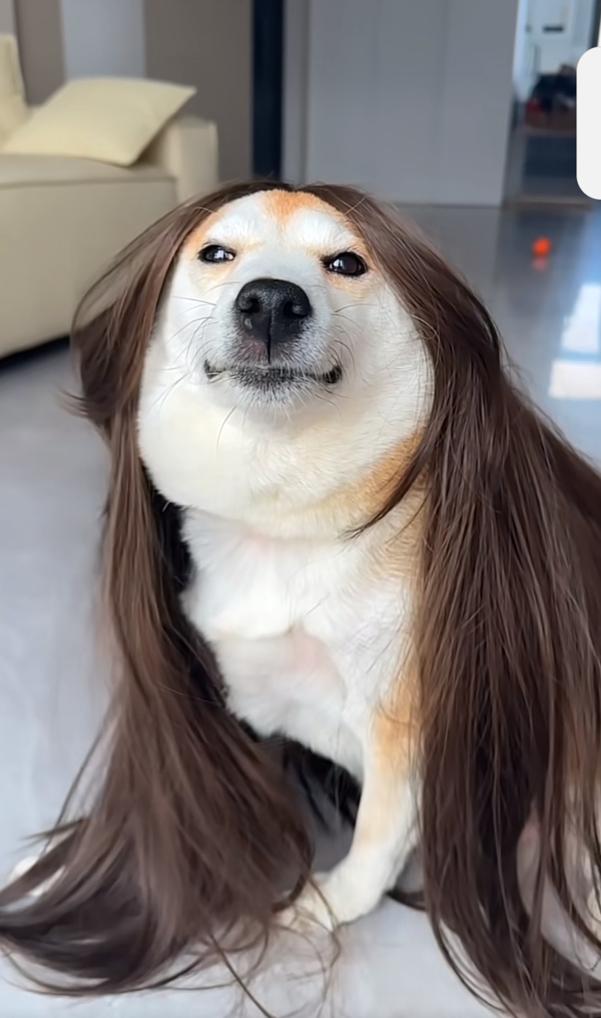 朋友家的小柴犬,那飘逸的长发迷离的眼神,咋这么像越光宝盒里的那谁么