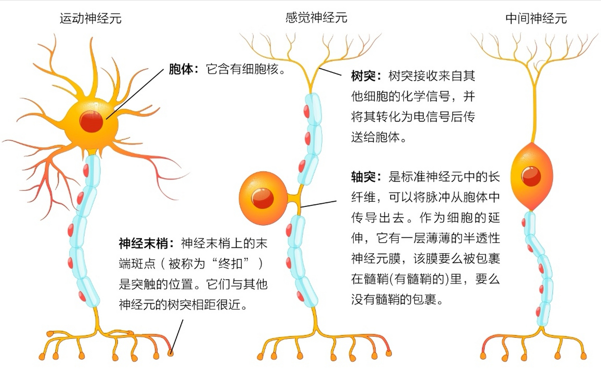 神经肌肉传导图片