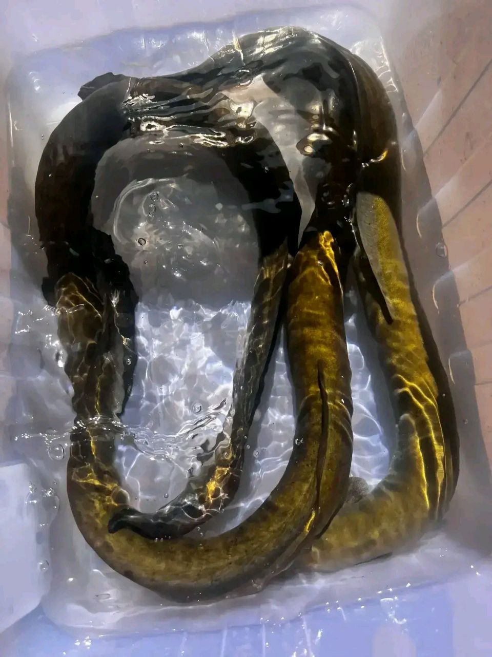 我也没有见过这种电鳗,大家觉得这种鱼会不会放电呢?