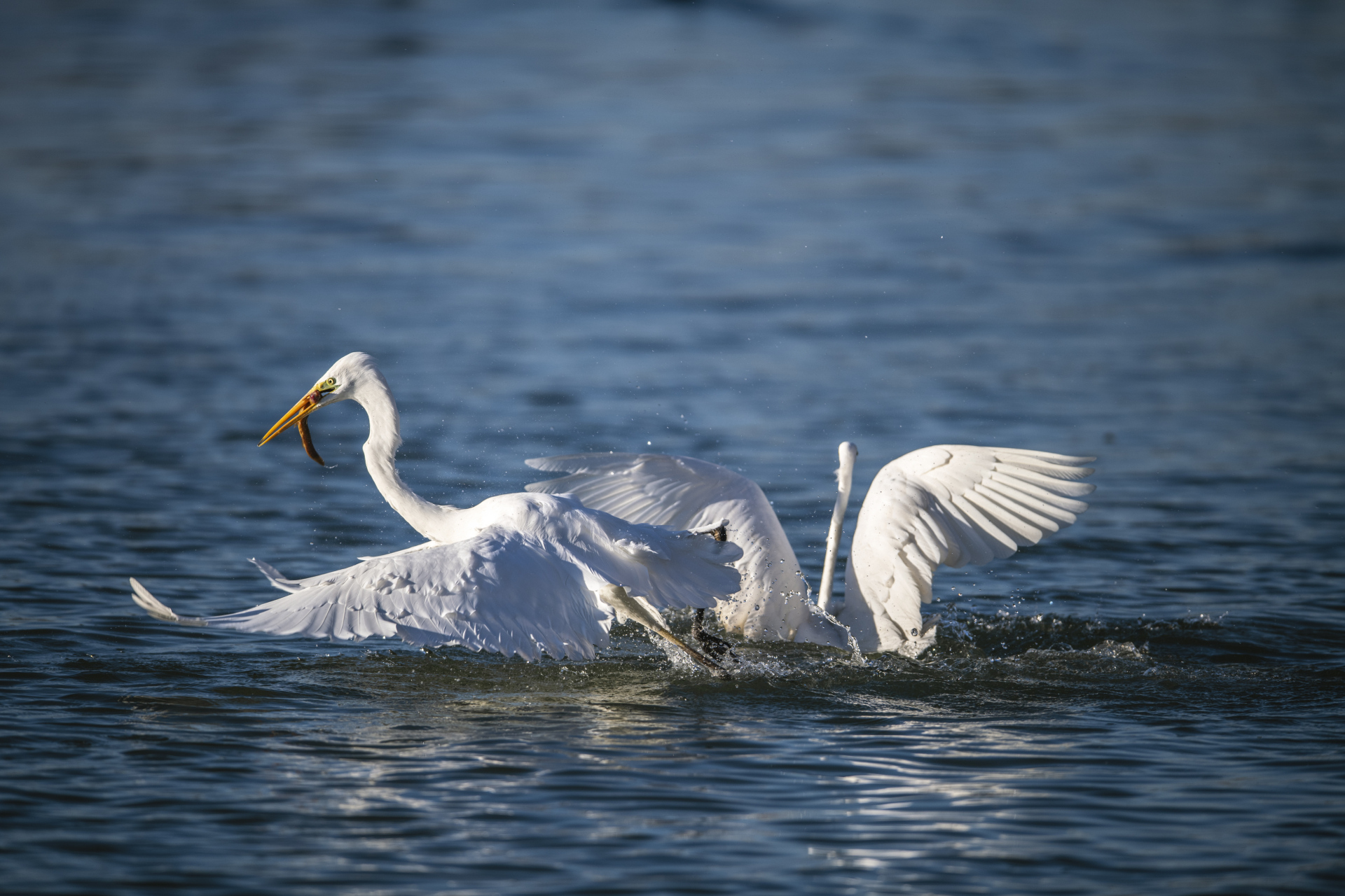 在食物面前,自然界里所有动物充满了争斗.