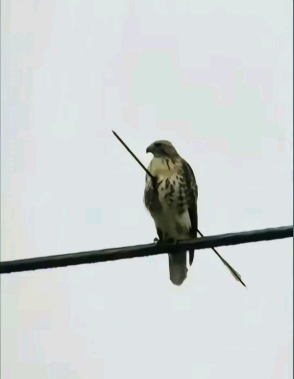 折翼的鸟还会飞吗