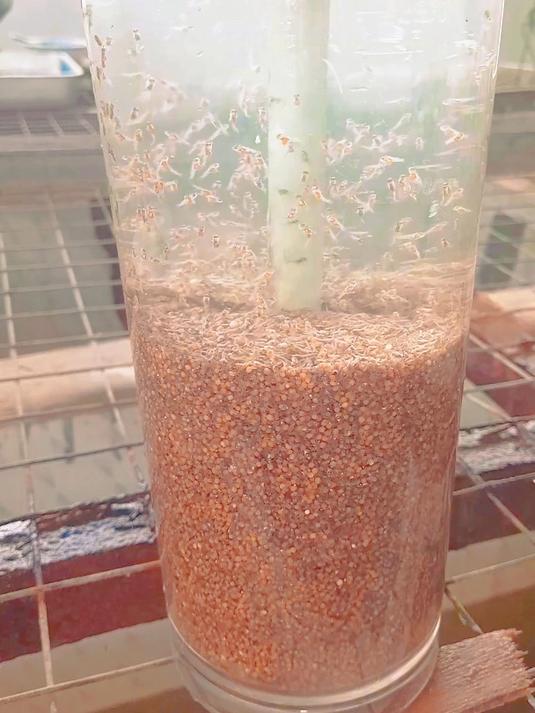 感受下十万枚鱼卵在瓶子里成功孵化的壮观场景