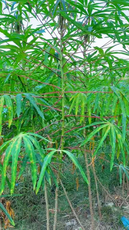 小时候,在农村常常玩的木薯叶-度小视