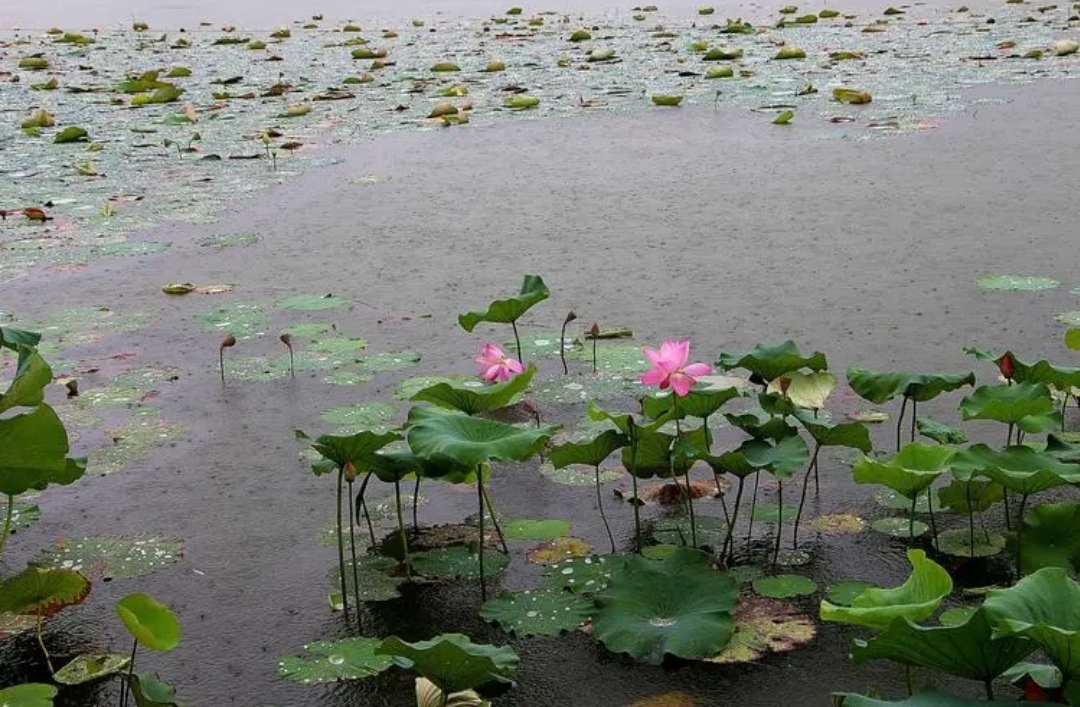 老地方的雨图片风光图片