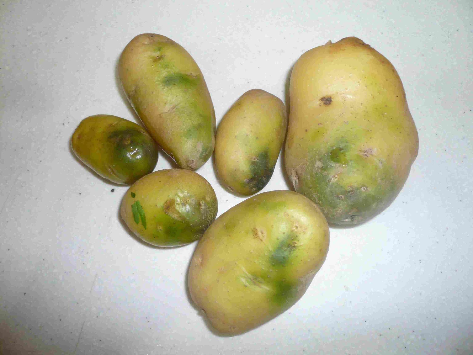 土豆变色过程图片图片