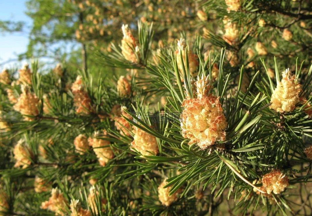 七绝(赞松树)一首:生于峭壁又何妨,铁骨持拳藐视霜