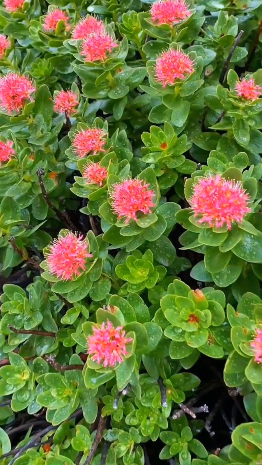 西藏大花红景天