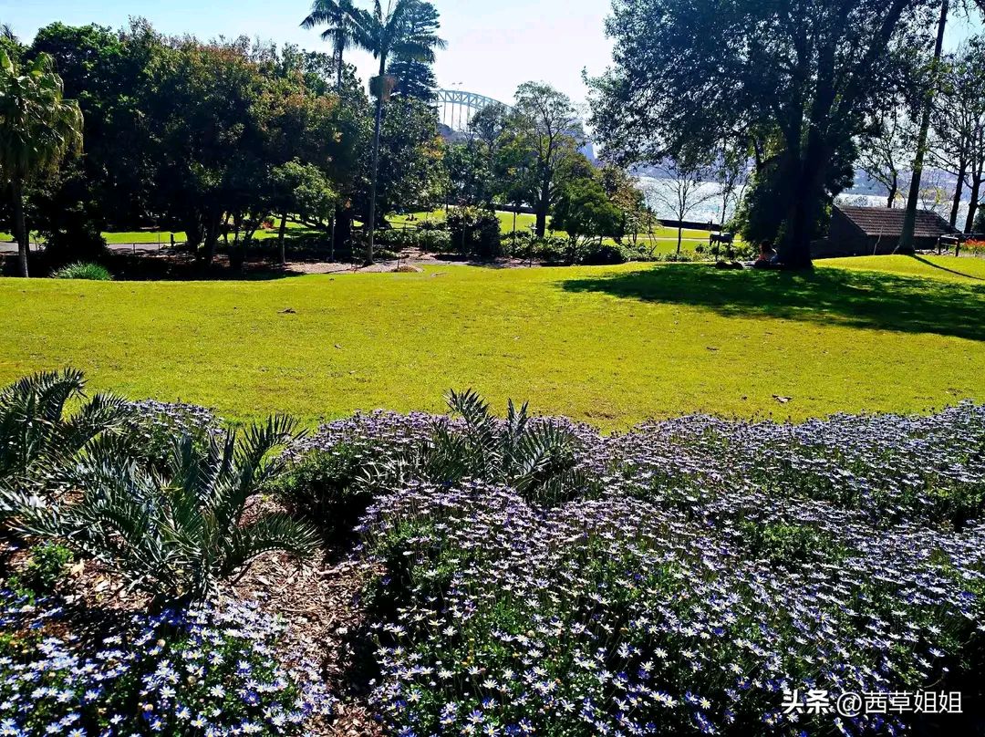 澳洲悉尼皇家植物園,鬧市中的一片綠洲,是一個去了又想去的地方