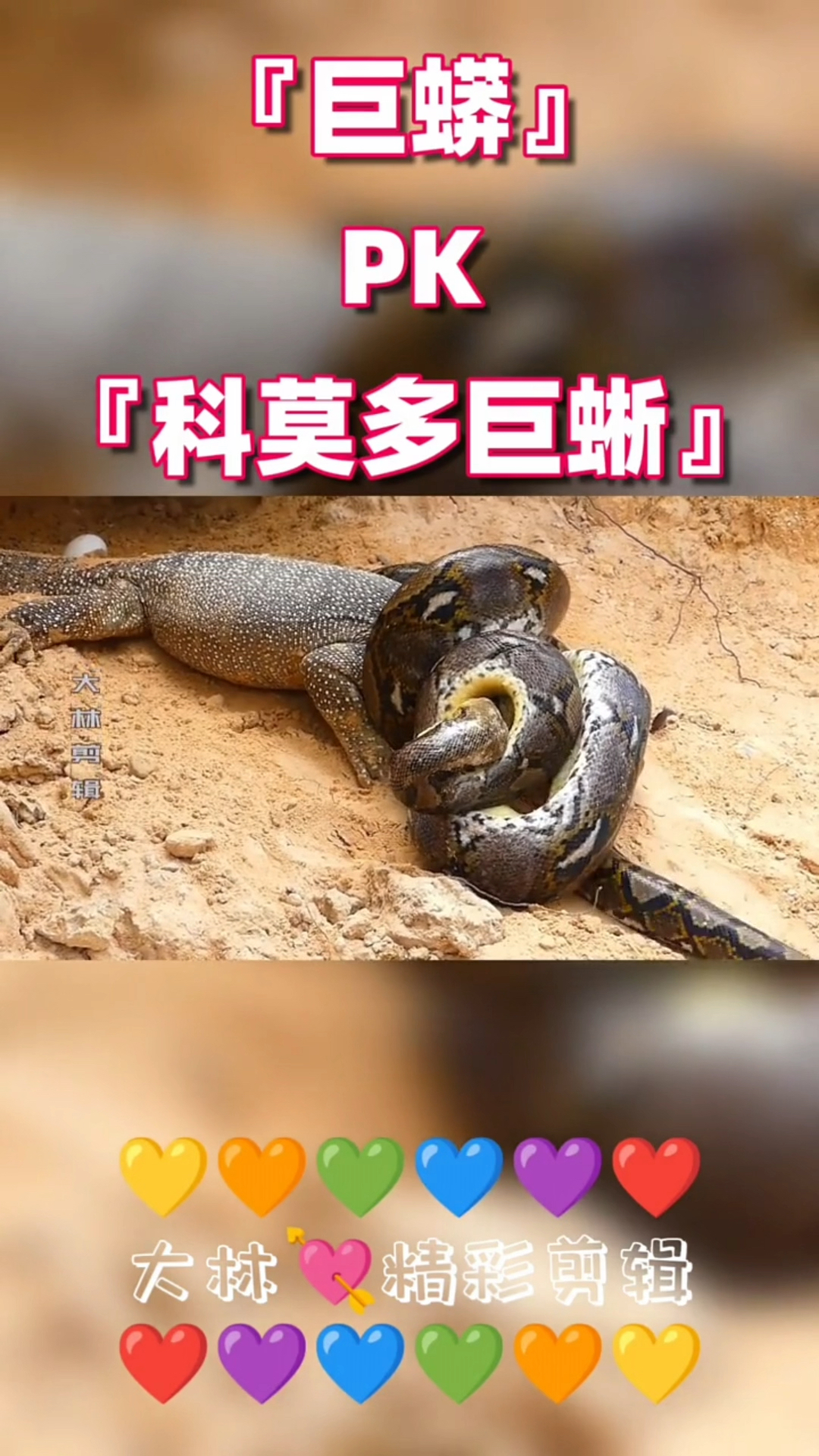 巨蟒决战科莫多巨蜥.