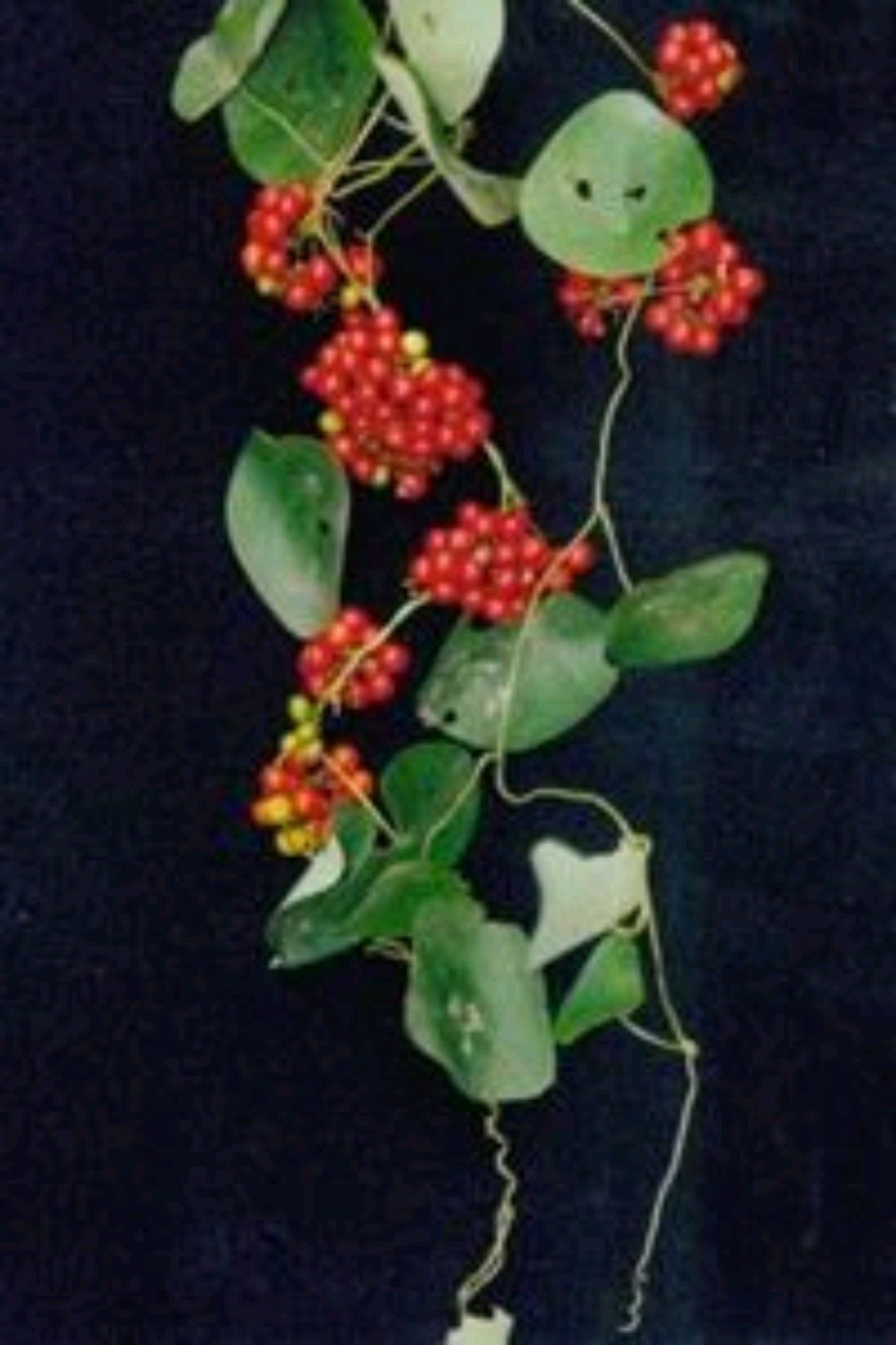 千金藤是一种什么样的植物?