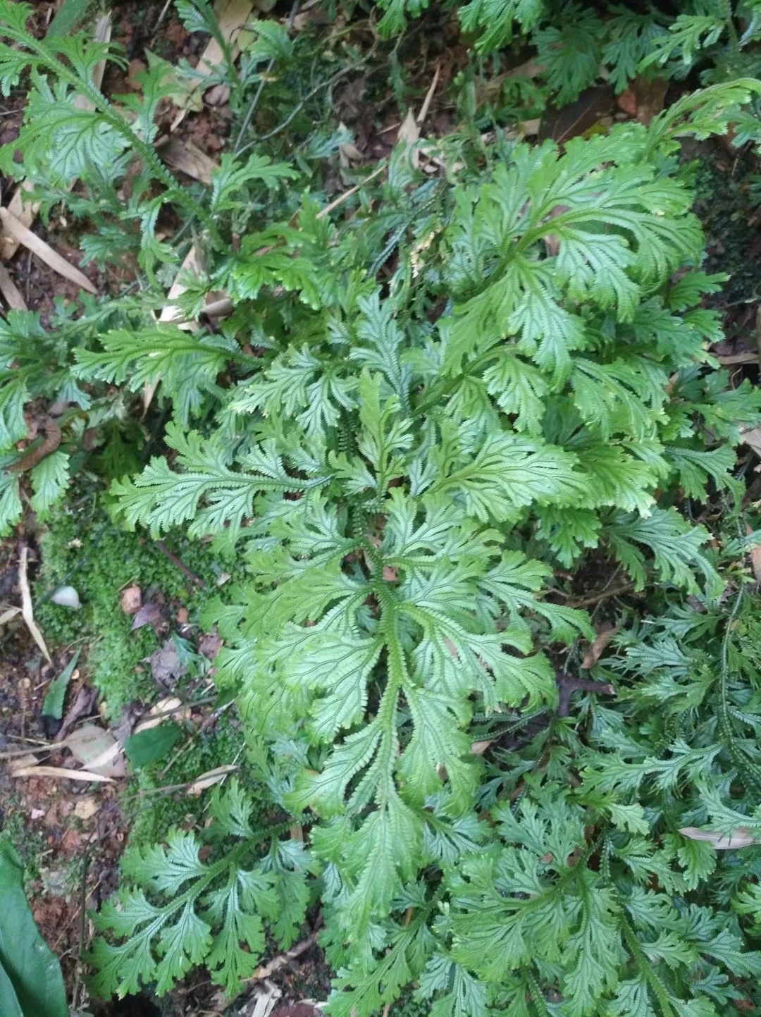 野生金龙草,又叫龙鳞草,深绿卷柏,有药用植物还有观赏性