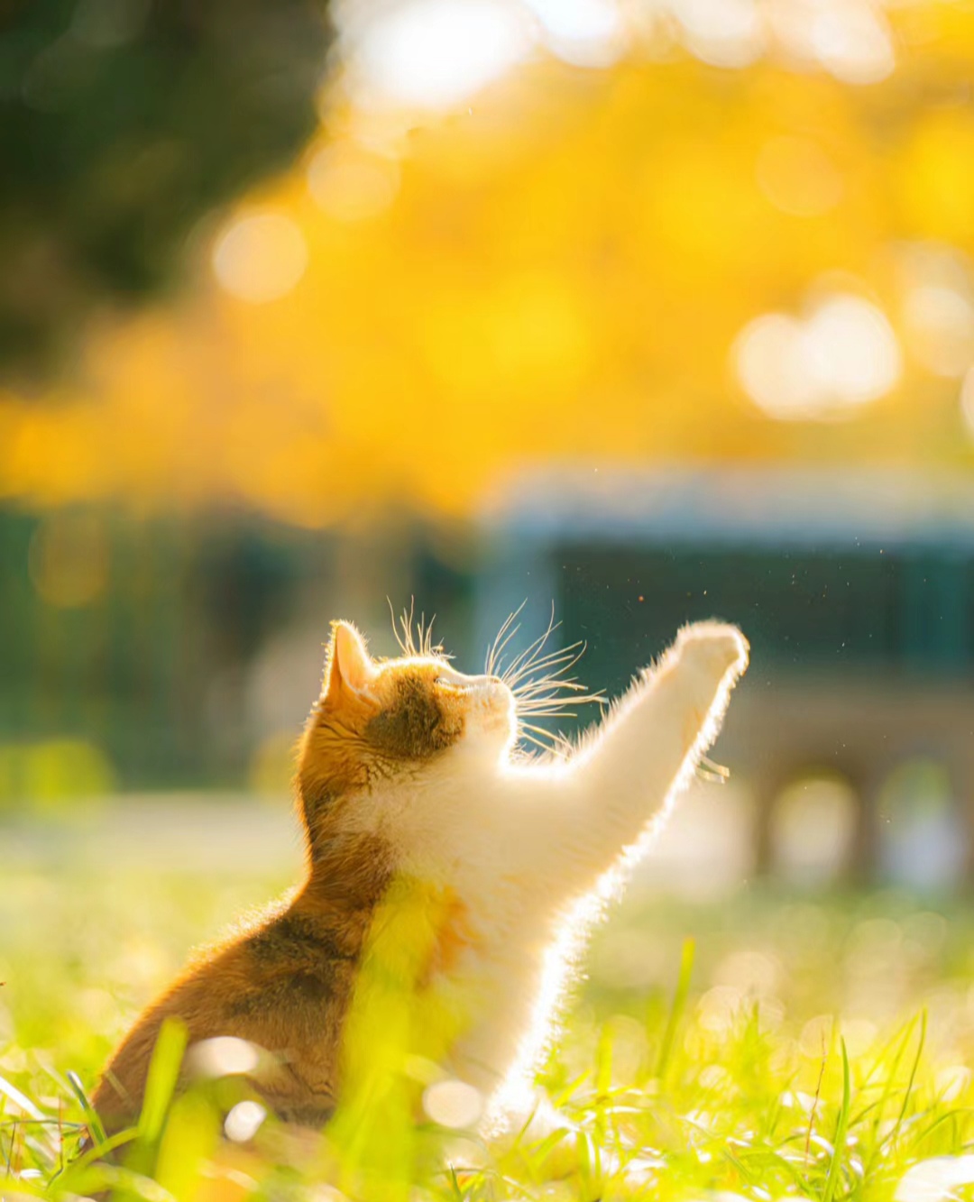 可爱且自由的猫咪