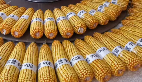 瑞普908玉米品种介绍