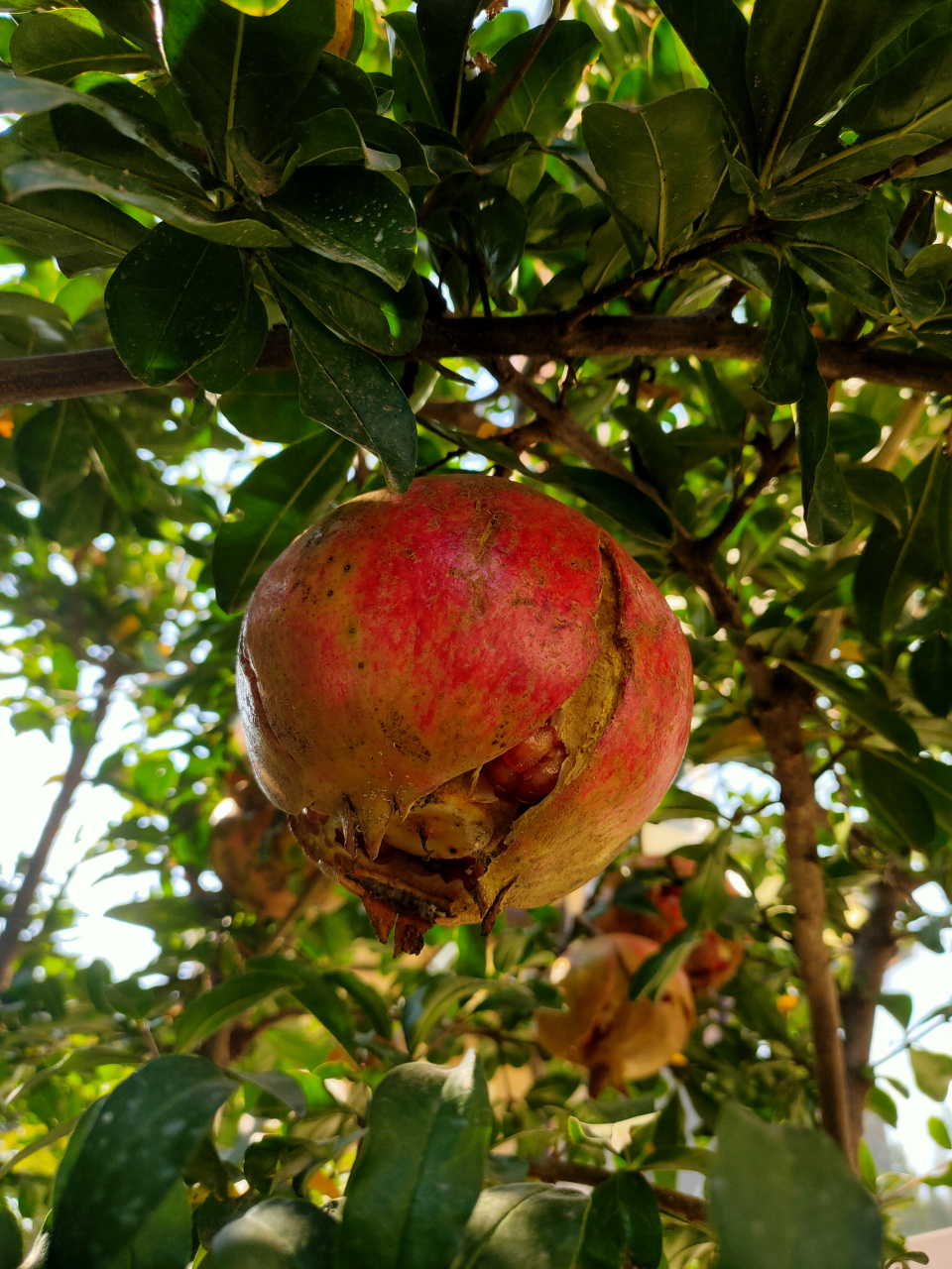 大红石榴咧嘴笑