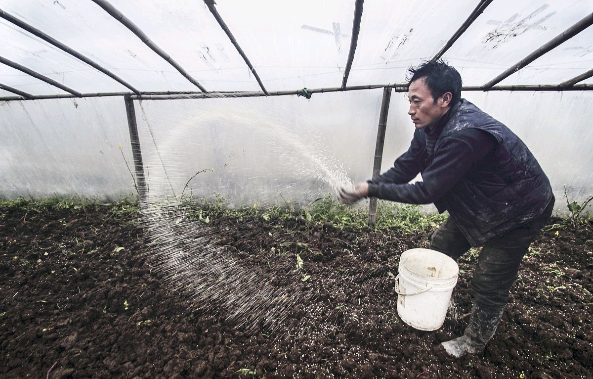 白菜的种植过程图片