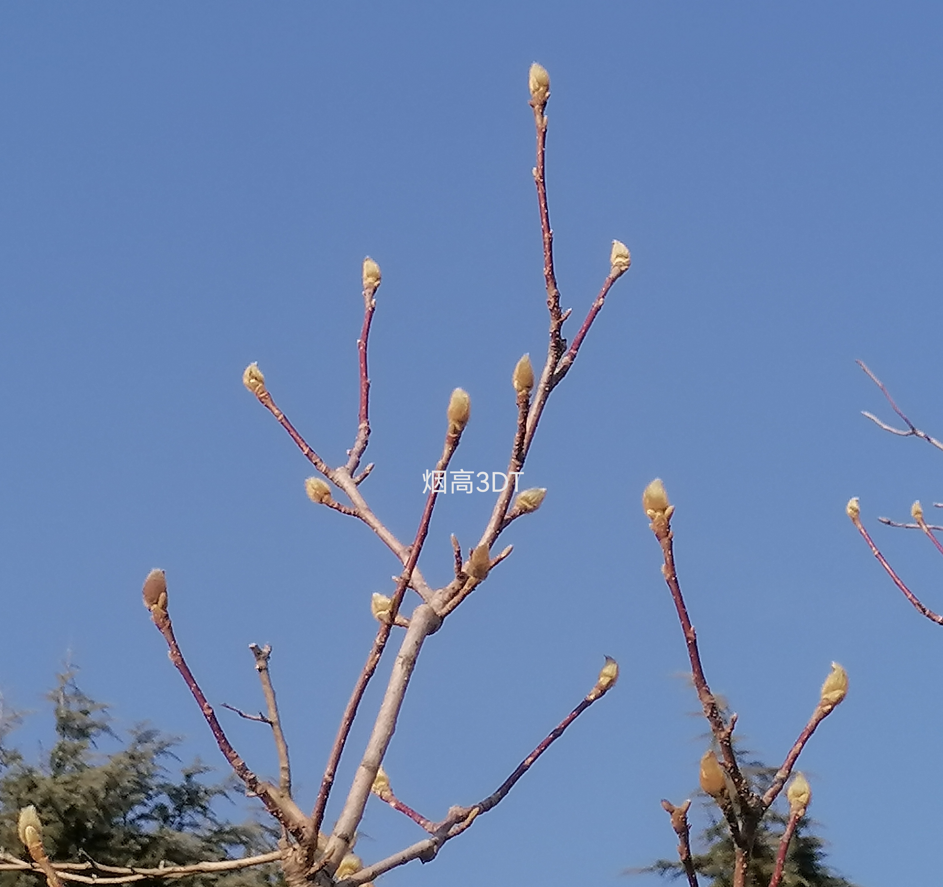 开在冬天里的迎春花