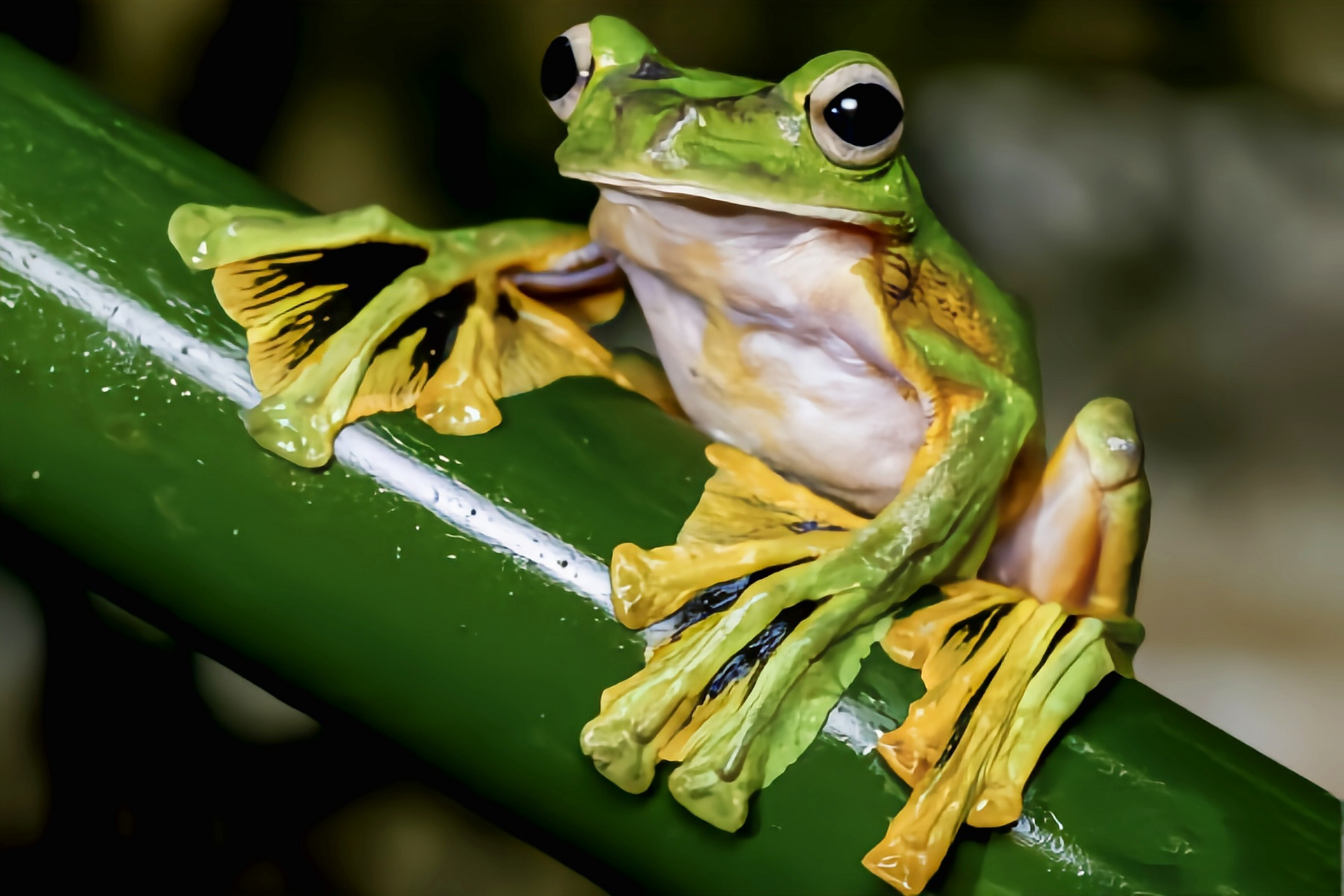 每天认识一种动物——华莱士飞蛙 华莱士飞蛙别名黑掌树蛙,原产于亚洲