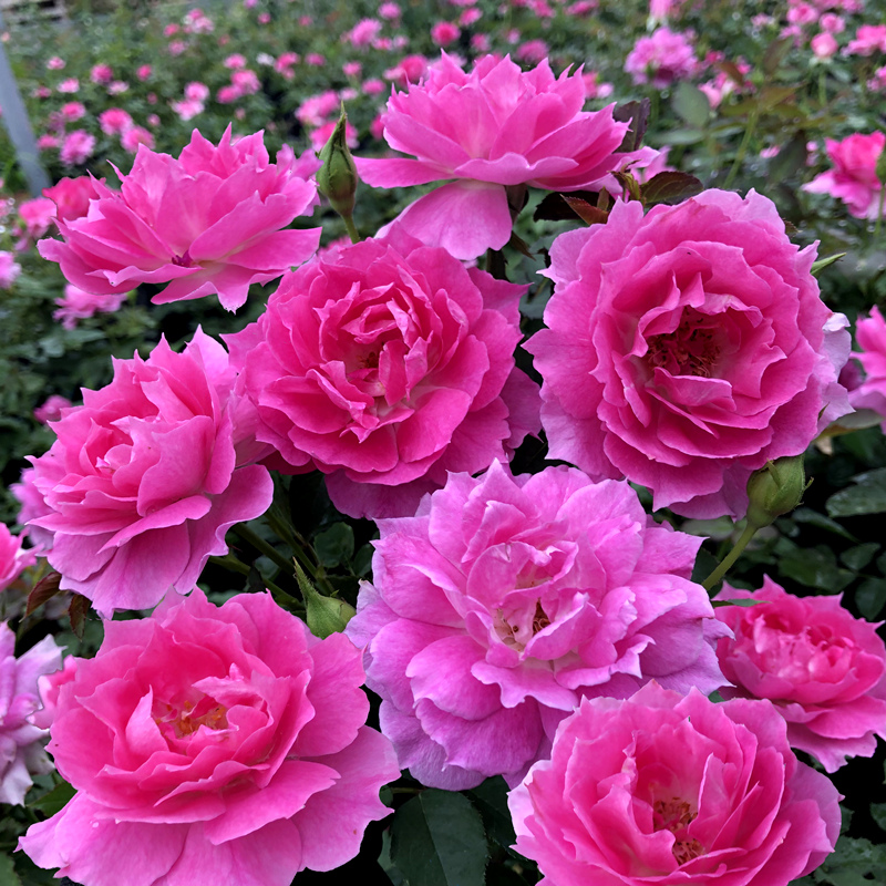 种一棵"天方夜谭"月季,四季赏花,给你带来满满的惊喜