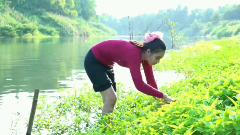 柬埔寨女孩河里采摘竹叶菜,用鱼做东南亚版的胡辣汤,筛子做餐具
