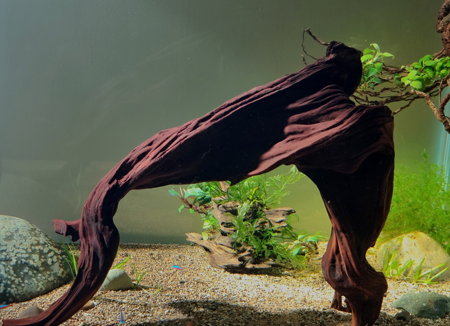 沉木造景就是利用自然沉木来实现鱼缸里风景,把自然沉木的形态,刹彩