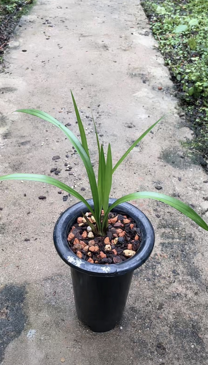 建兰赤诚使用了松栗王兰花植料混合火山石栽种,长得非常旺盛,生命力