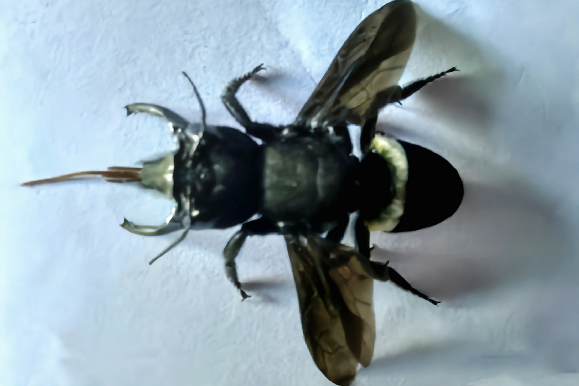华莱士巨蜂是膜翅目切叶蜂科昆虫,是目前已知的最大的活蜂种