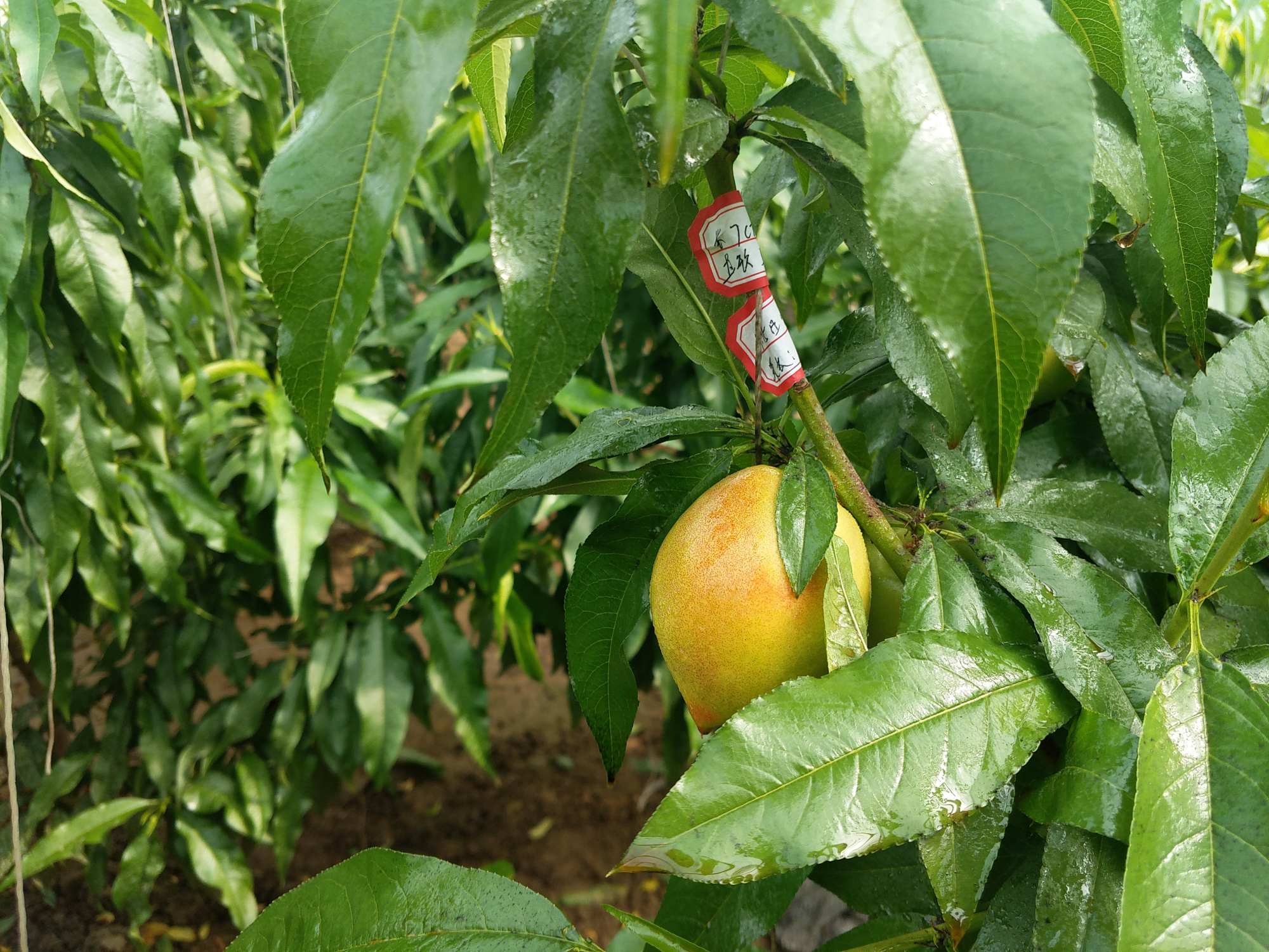 澳洲坚果保花保果图片