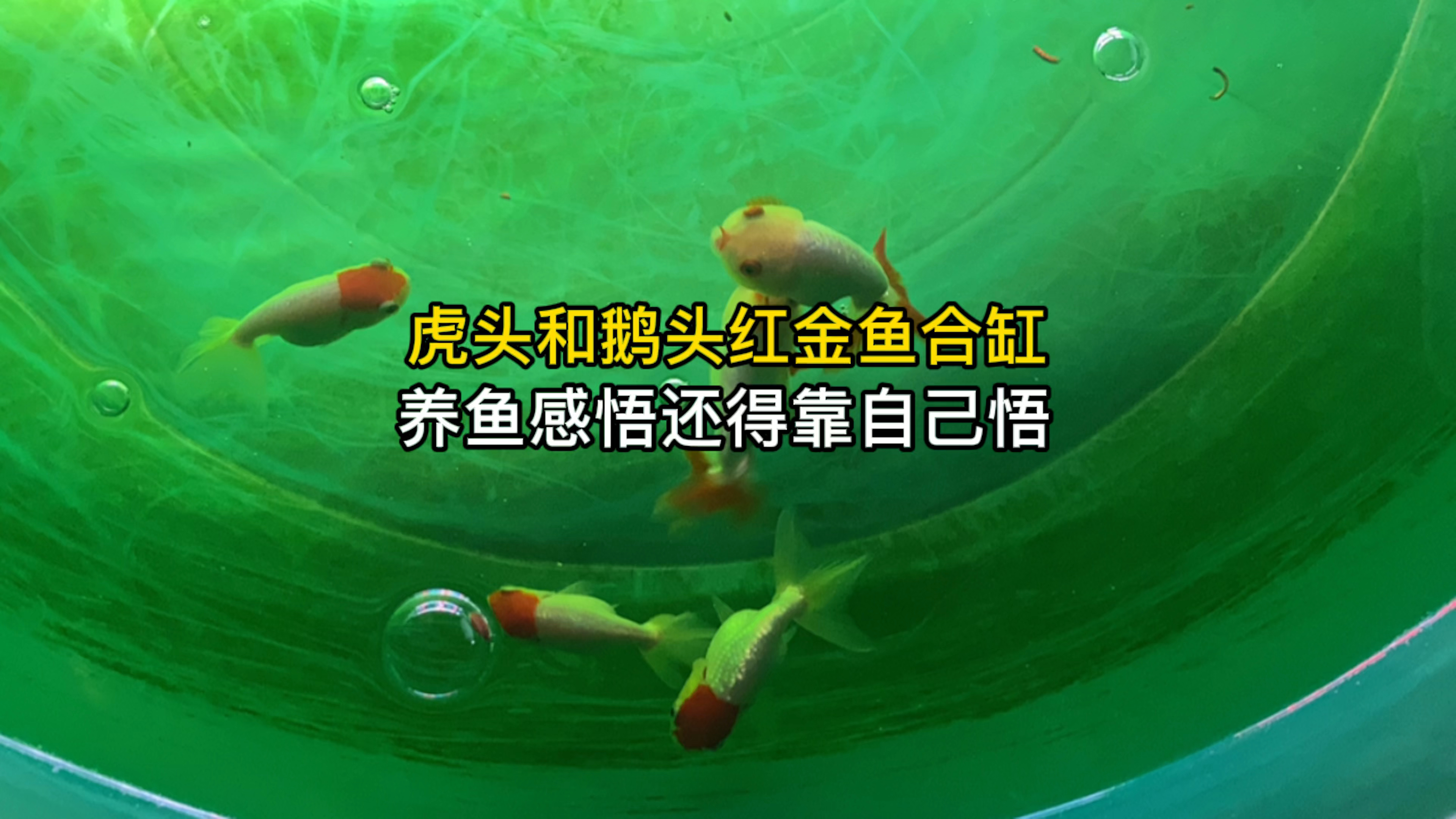 虎头金鱼和鹅头红金鱼合缸,养鱼的感悟还得靠自己悟