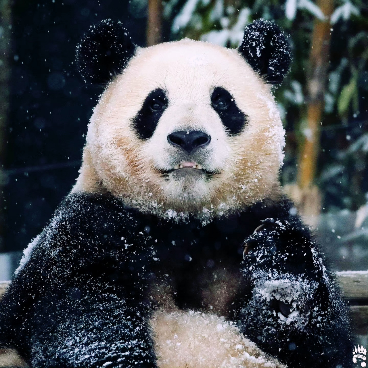 大熊猫# 雪地里的大熊猫福宝.炎炎夏日,最适合观赏雪中大熊猫了!